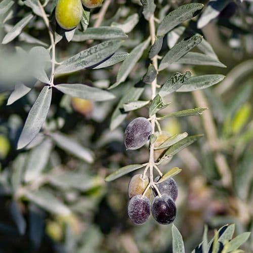 Ayvalık Olives