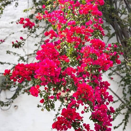 Bougainvillea