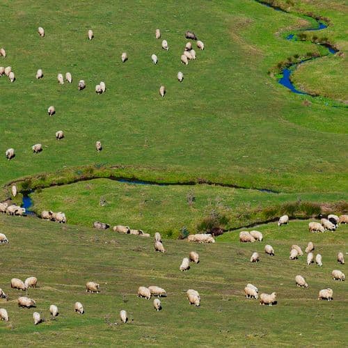 Perşembe Plateau, Ordu