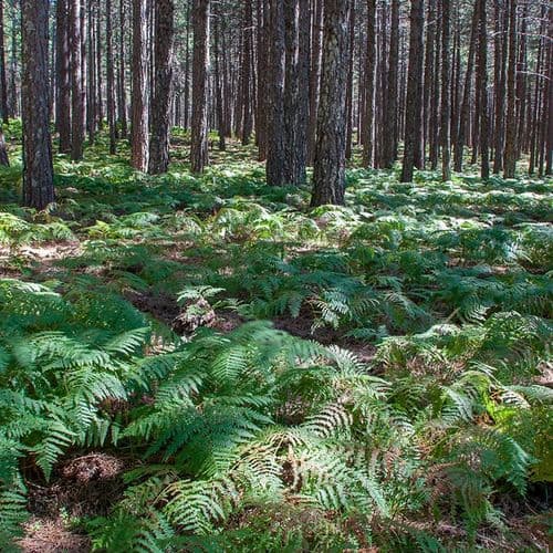 Mount Ida National Park Balıkesir - Çanakkale