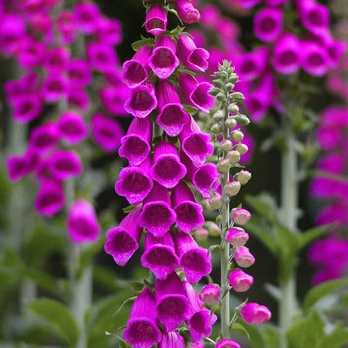 Purple Foxgloves