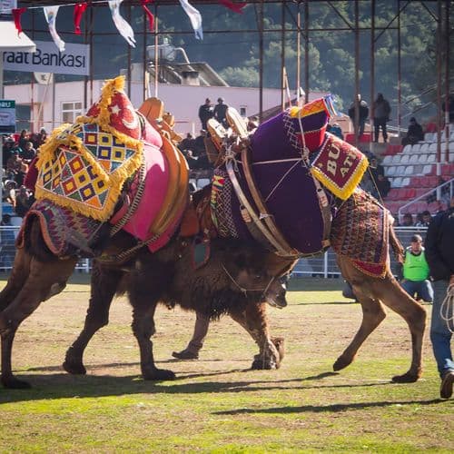 Traditional Kumluca Camel Wrestling