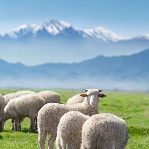 Mount Bozdağ İzmir