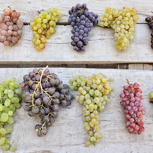 Varieties of Grapes