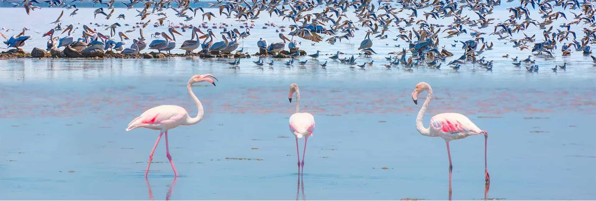 10 Best Spots to Go Birdwatching in Türkiye