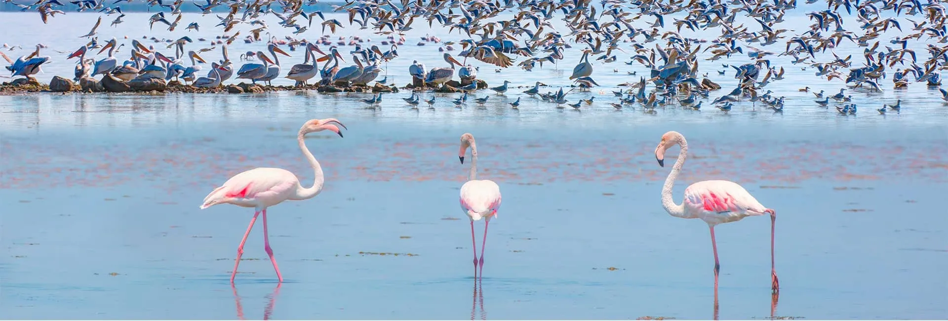 10 Best Spots to Go Birdwatching in Türkiye